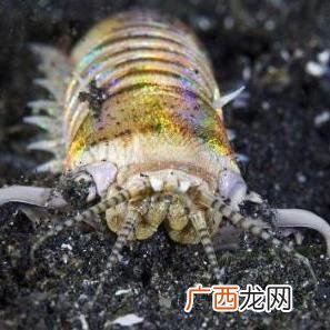 博比特虫有毒吗,博比特虫怎么做好吃？