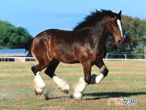 男儿本色打一肖