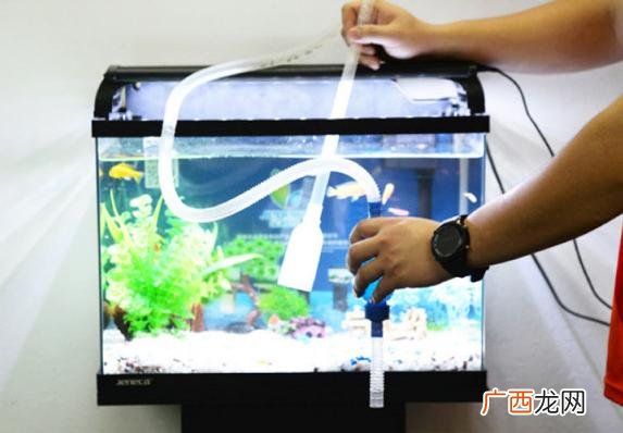鱼缸换水和清理的正确方法 鱼缸怎么换水才清澈呢