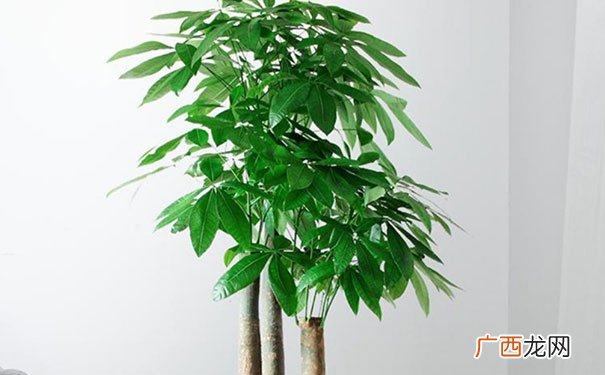 8大招财吉祥物 进门鞋柜上摆什么旺财最吉利