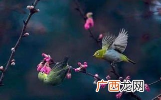 莺歌燕舞是什么意思,莺歌燕舞是什么意思，怎么造句？