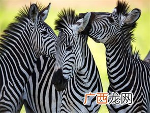 zebra是什么意思,斑马线用英语怎么说？