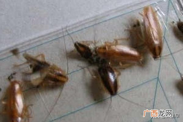 如何去除蟑螂,灭蟑螂最有效的方法？