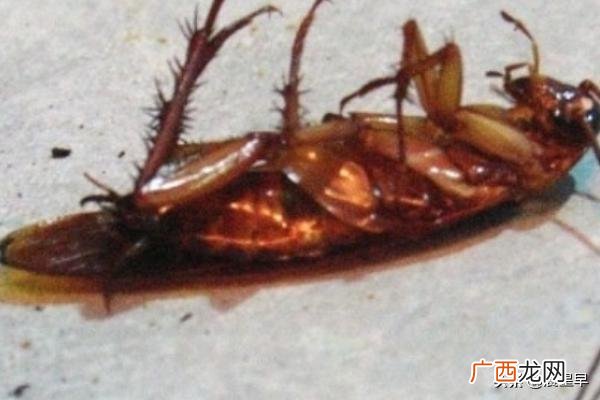 如何去除蟑螂,灭蟑螂最有效的方法？