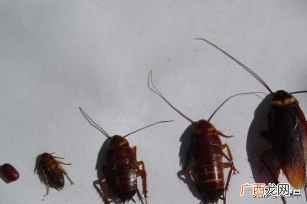 如何去除蟑螂,灭蟑螂最有效的方法？