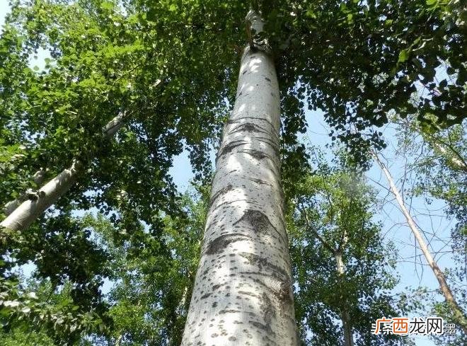 农村现在种什么树前景好效益快 什么树苗长得快又值钱