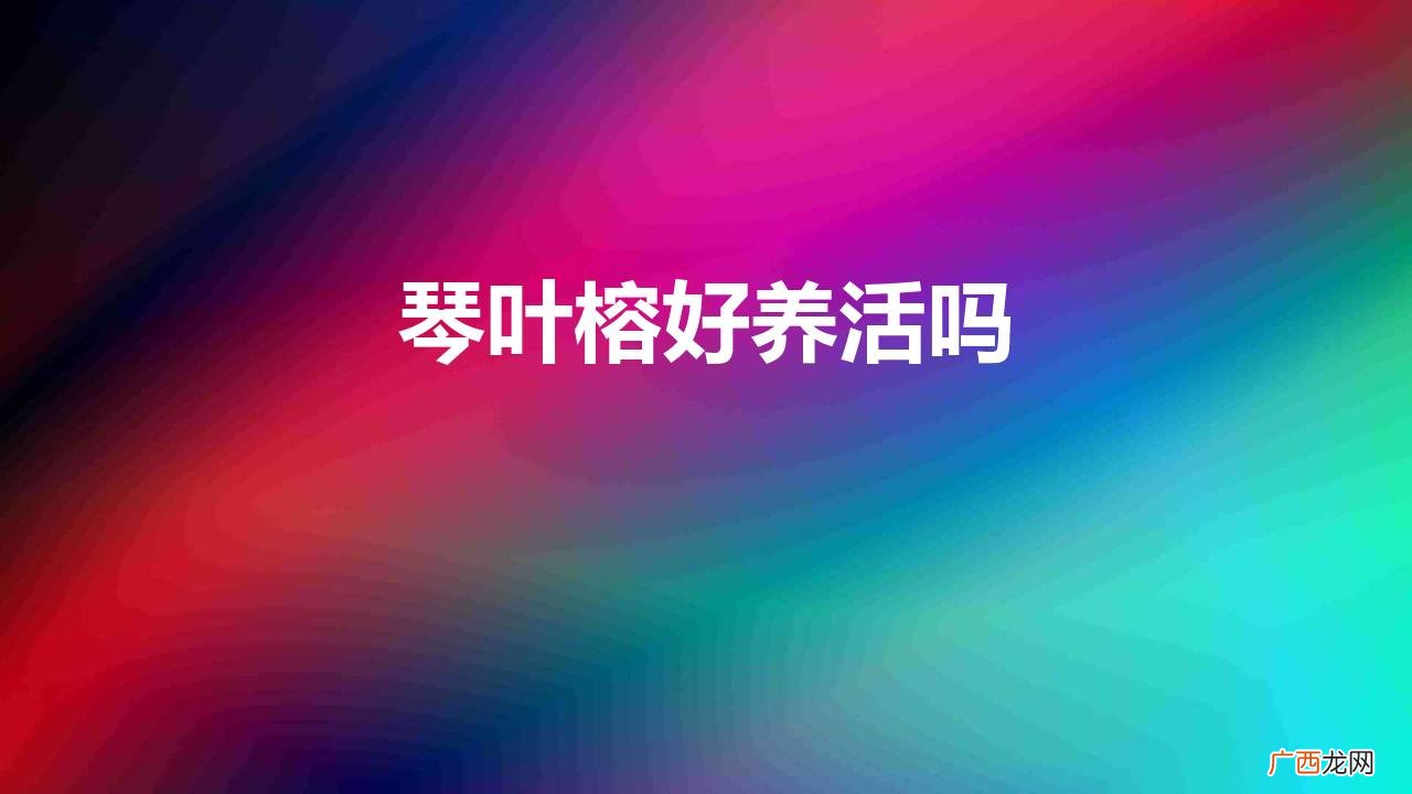 琴叶榕好养活吗