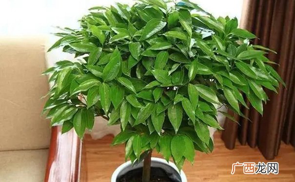 十大客厅风水植物，招财聚财又镇宅，你不考虑养一盆？