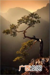 走马观花的走是什么意思,走马观花与走南闯北的走的意思？