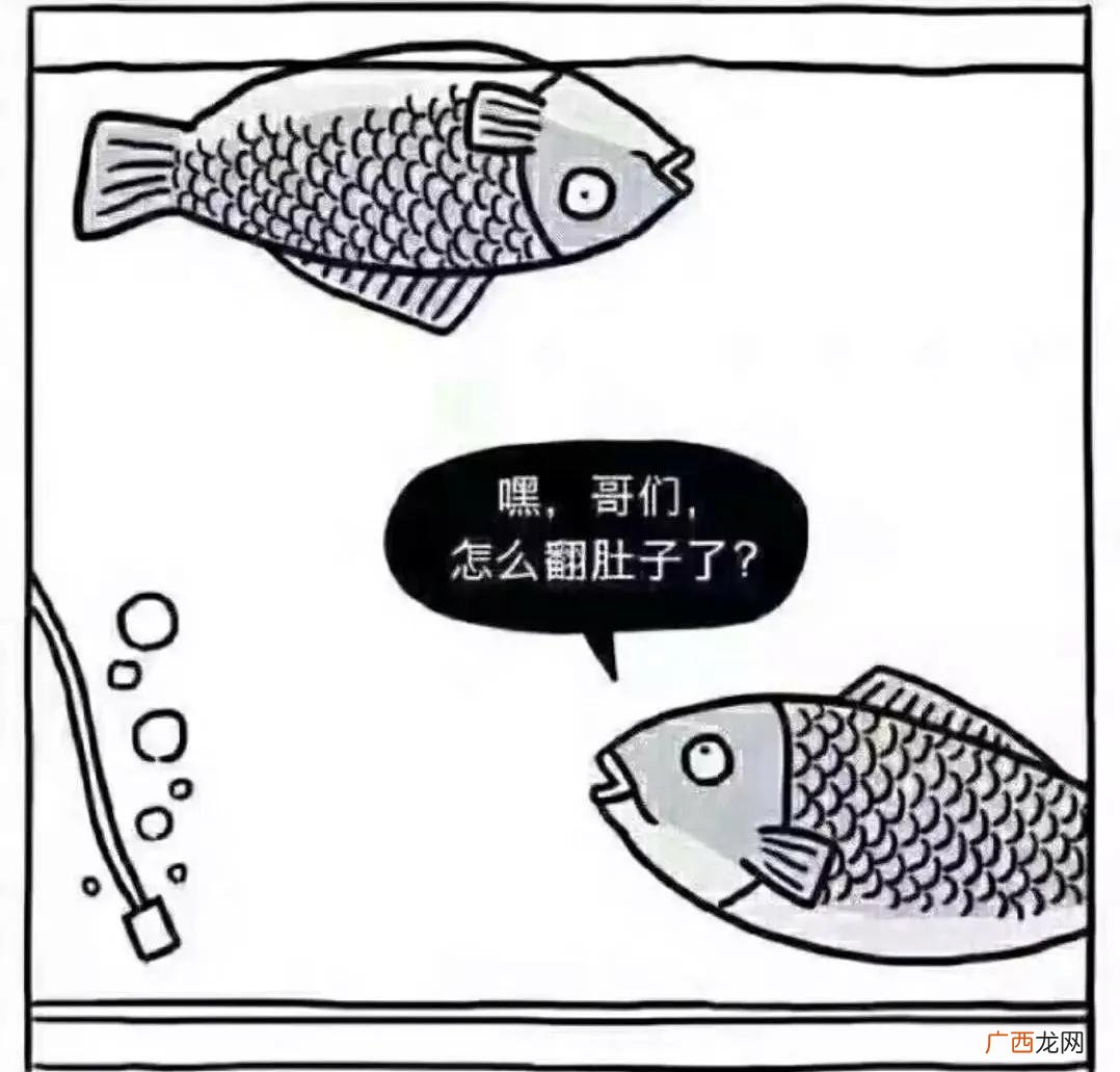 鱼肚子鼓起来侧翻过去怎么回事 鱼翻肚子是什么原因