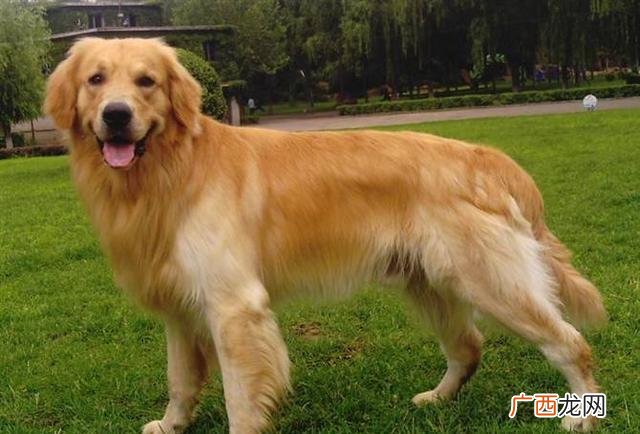 推荐养殖的家庭犬种有哪些 十大适合家养的大型犬