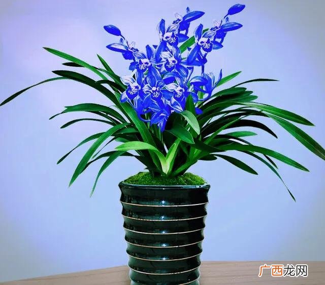 建兰名品-花色耀眼，香味扑鼻，勤花丰花 蓝宝石兰花属于什么品种
