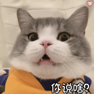 常见田园猫的品种 中华田园猫21种花色