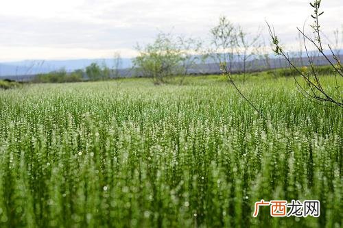 乌拉草有什么用处,什么草最暖和？