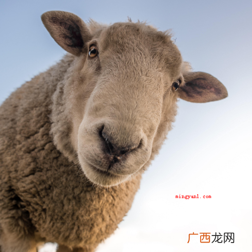 哪种动物的瞳孔是长方形的？