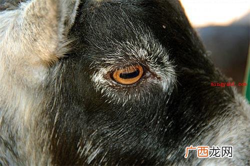 哪种动物的瞳孔是长方形的？