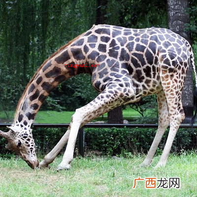 长颈鹿每天睡多长时间？