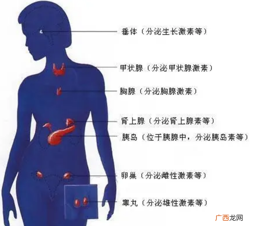为什么不像动物一样，有固定的发情期 人为什么没有发情期