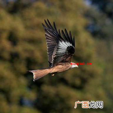 风筝也叫纸鸢,其中鸢是指?
