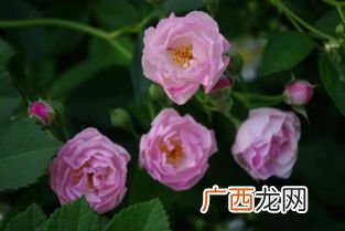 葳蕤是什么意思,葳蕤用作名字的寓意？