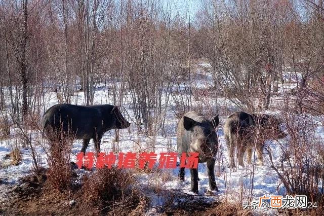 目前养猪的利润是多少能赚到钱吗 养猪的利润与成本