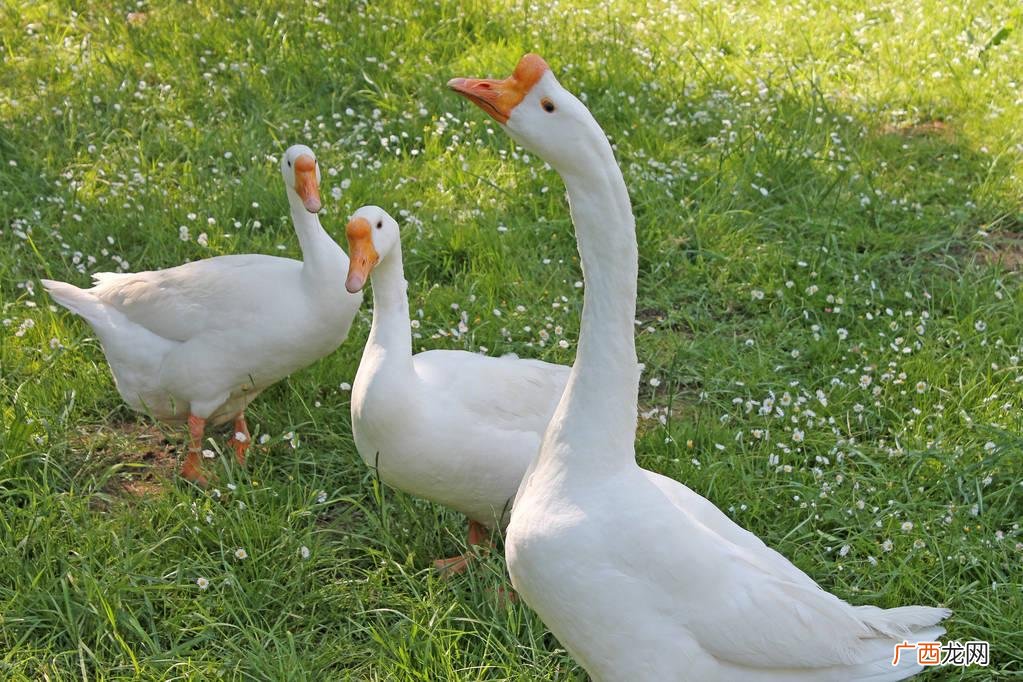 在鹅的眼中再大的生物也被缩小了 为什么鹅总会攻击人