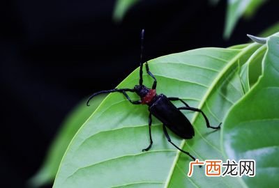 天牛是什么,天牛用家乡话说是什么？