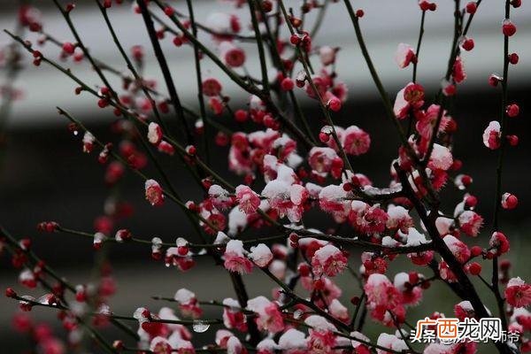 宝剑锋从磨砺出的下一句,宝剑锋从磨砺出梅花香来的出处？