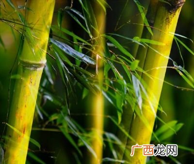 竹子的寓意和象征,竹子有寓意,竹叶有寓意吗？