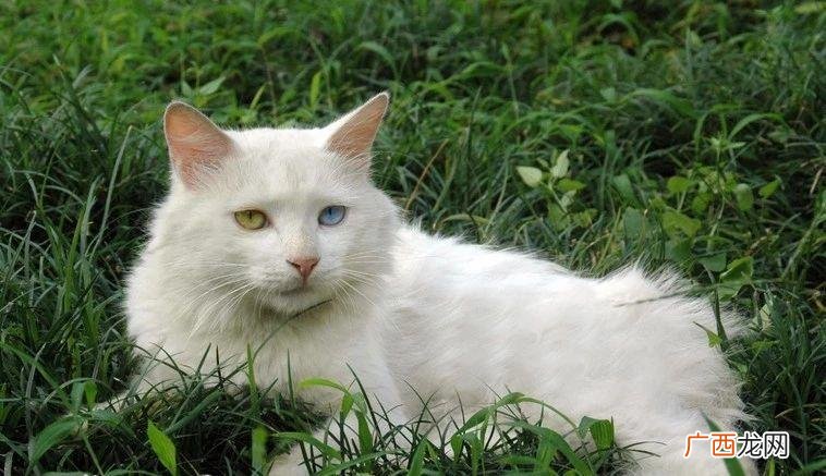 狮子猫颜值不输“布偶猫”,为什么养的人不多 狮子猫的优点和缺点