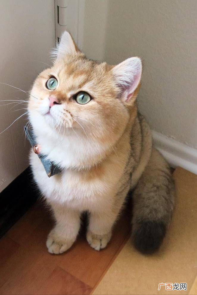 常见的18种宠物猫，性格、价钱和寿命 猫有哪些品种