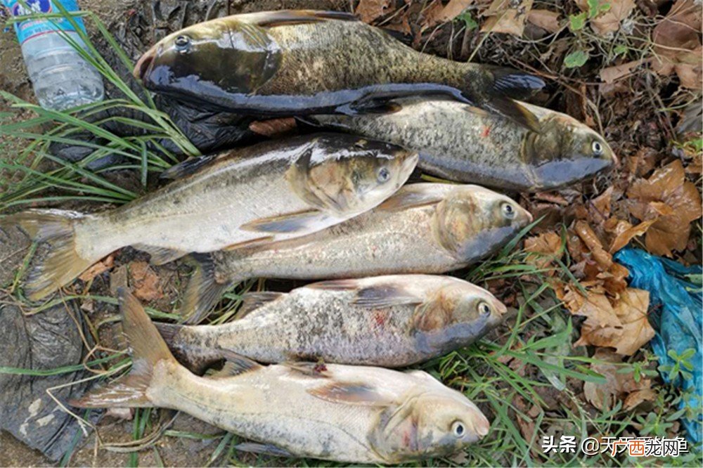 浮钓怎么调漂 钓鲢鳙怎么调漂教学