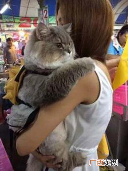 吸猫是什么意思什么梗？猫咪有毒啊？一日吸猫，终身养猫想猫成猫奴