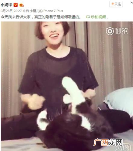 吸猫是什么意思什么梗？猫咪有毒啊？一日吸猫，终身养猫想猫成猫奴