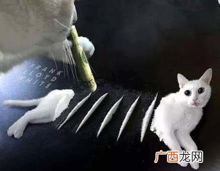 吸猫是什么意思什么梗？猫咪有毒啊？一日吸猫，终身养猫想猫成猫奴