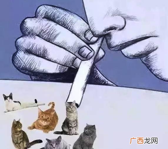 吸猫是什么意思什么梗？猫咪有毒啊？一日吸猫，终身养猫想猫成猫奴