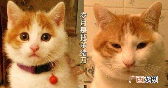 岁月是把杀猪刀是什么意思？岁月是把杀猪刀下一句/全句