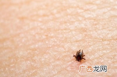 卧室有跳蚤怎么快速去除,卧室地板上有跳蚤？
