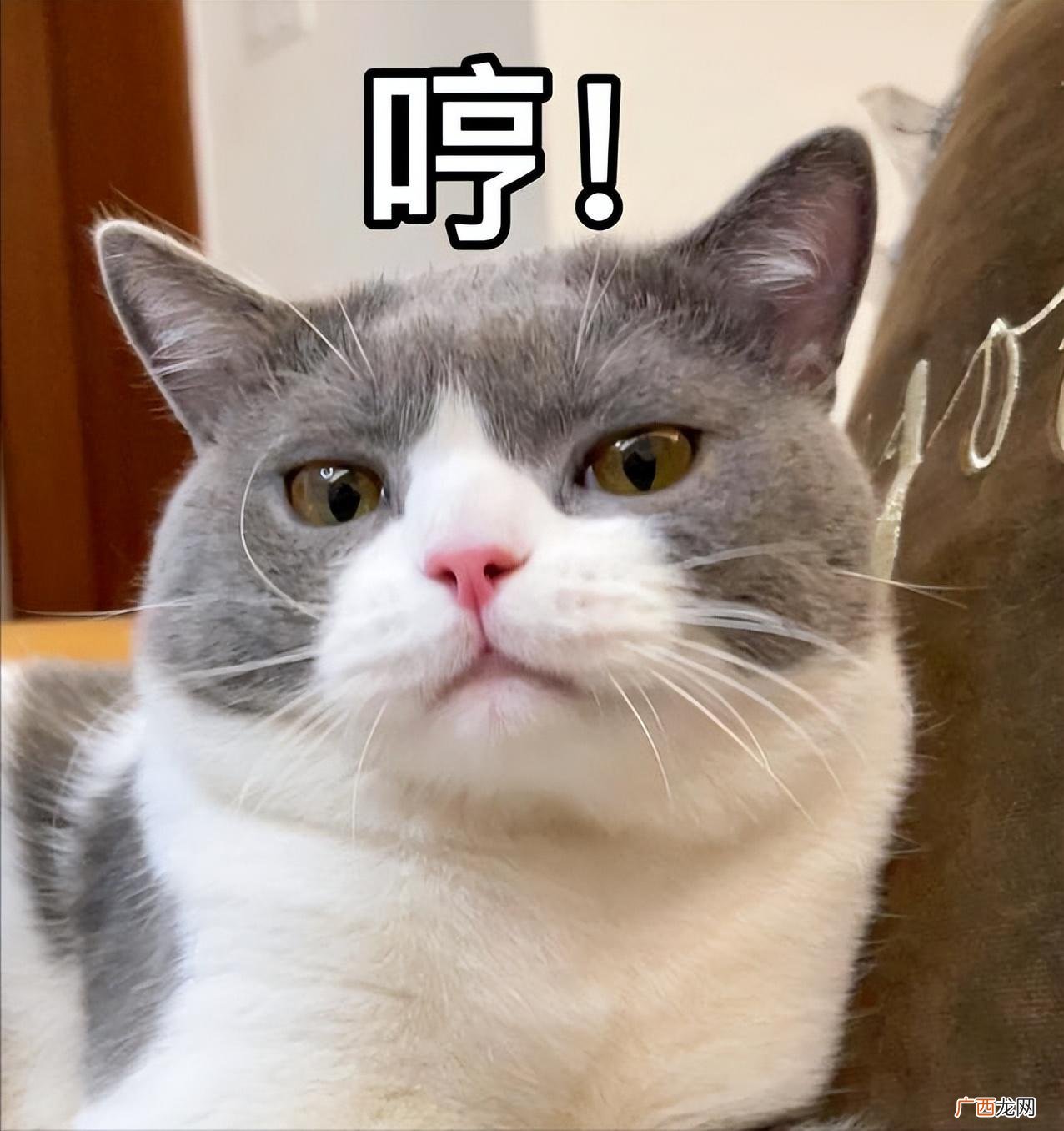 猫咪有这几种特征，说明是旺家猫 猫能给人带来好运气么