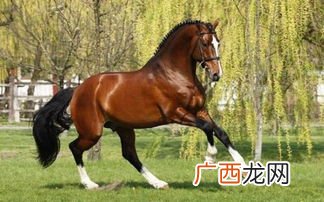 种马是什么意思,种马男是什么意思？