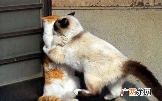 壁咚是什么意思什么梗 男生壁咚女生的条件和方法