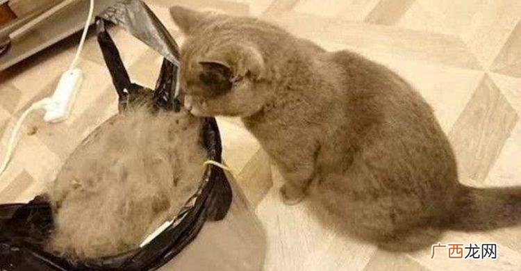 掉毛不严重的宠物猫排行榜 最不掉毛的猫排名