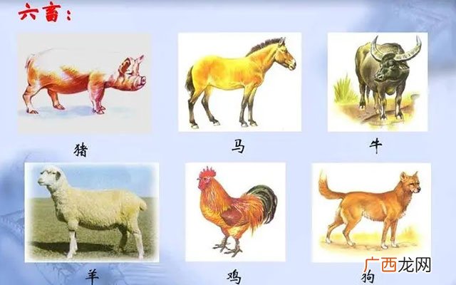 六畜兴旺中的六畜是指哪六畜 六畜是指哪六畜