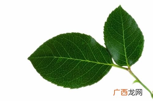 leaf是什么意思,leaf同类词？