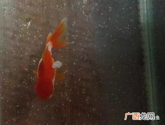 金鱼繁殖的一些特别注意事项 金鱼是胎生还是卵生