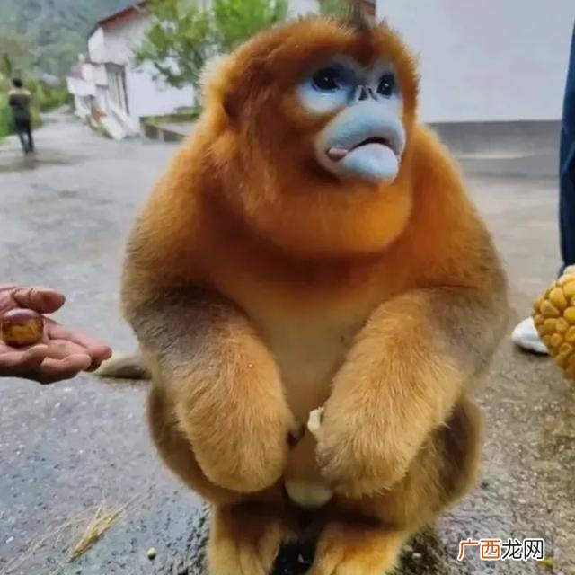 属猴人的长处有哪些 生肖猴最厉害的地方在哪里