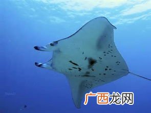 fish是什么意思,FISH中文是什么意思？