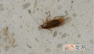 超声波能驱赶老鼠吗,手机播放超声波驱鼠有用吗？