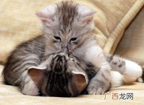 么么哒是什么意思？网络用语么么哒的意思 么么哒是亲亲的意思吗