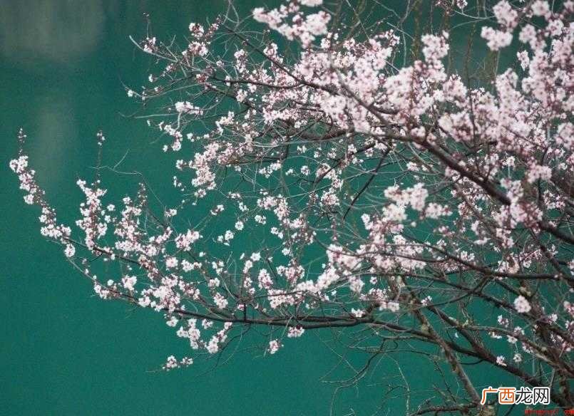 红杏枝头春意闹的上一句是什么